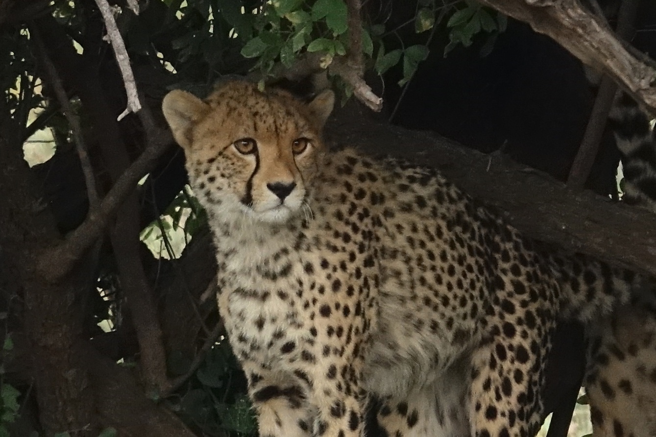 Guépard